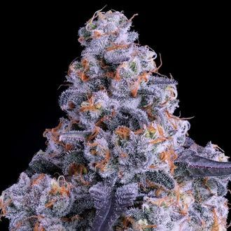 Epic Buzz Auto (Anesia Seeds) Feminisoidut