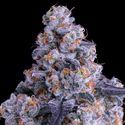 Epic Buzz Auto (Anesia Seeds) Feminisoidut