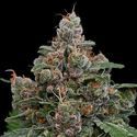 Sun of a Peach (Anesia Seeds) Feminisoidut