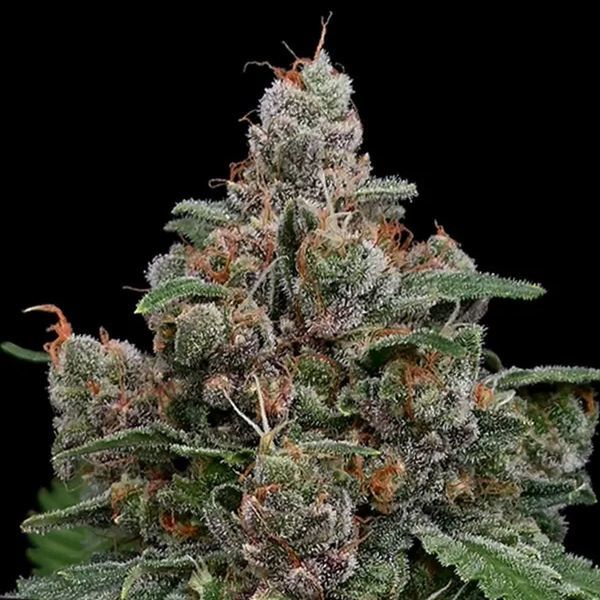 Sun of a Peach (Anesia Seeds) Feminisoidut