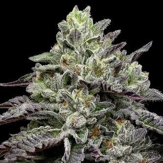 Smashberry Fumez (Anesia Seeds) feminisoidut