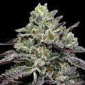 Smashberry Fumez (Anesia Seeds) Feminisoidut