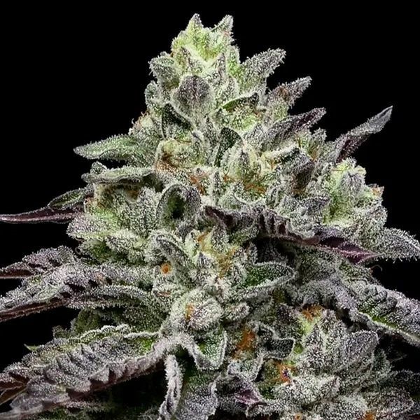 Smashberry Fumez (Anesia Seeds) Feminisoidut