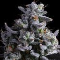 Elementz (Anesia Seeds) Feminisoidut