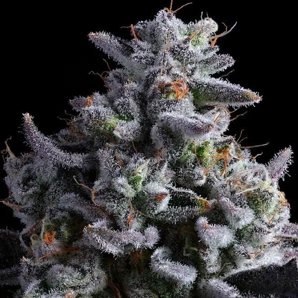 Elementz (Anesia Seeds) Feminisoidut