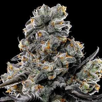 Violet Face (Anesia Seeds) Feminisoidut