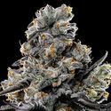 Violet Face (Anesia Seeds) Feminisoidut