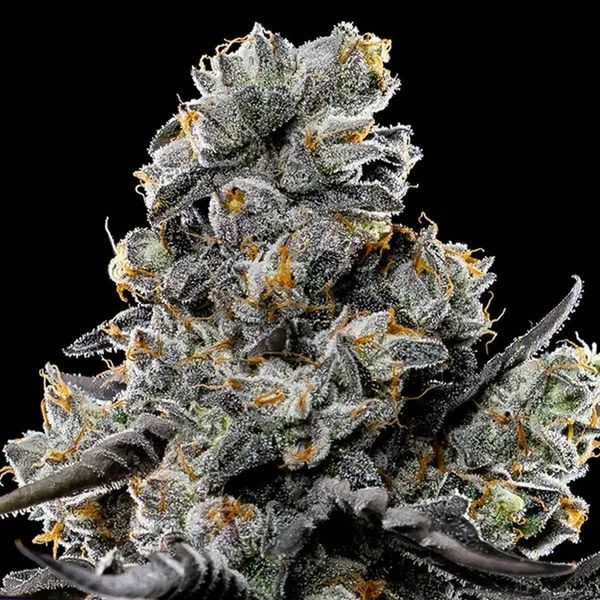 Violet Face (Anesia Seeds) Feminisoidut