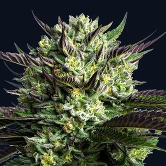Wham Boom (Anesia Seeds) Feminisoidut