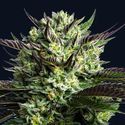 Wham Boom (Anesia Seeds) Feminisoidut