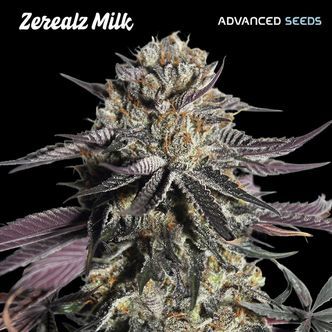 Zerealz Milk (Advanced Seeds) feminisoidut kannabiksen siemenet