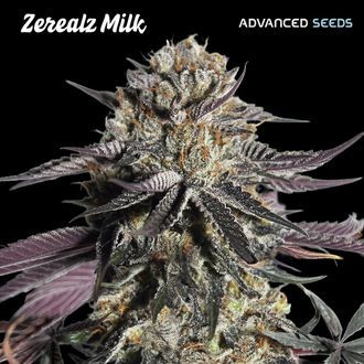 Zerealz Milk (Advanced Seeds) Feminisoidut