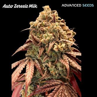 Auto Zerealz Milk (Advanced Seeds) feminisoitu