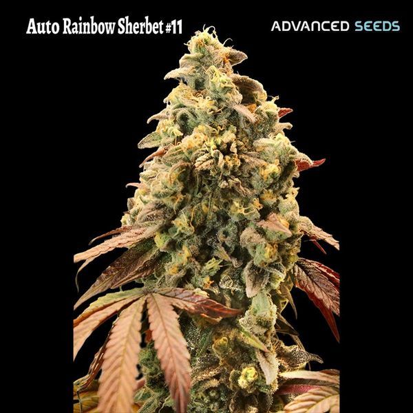 Auto Rainbow Sherbet 11 (Advanced Seeds) Feminisoidut