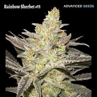 Rainbow Sherbet #11 (Advanced Seeds) Feminisoidut