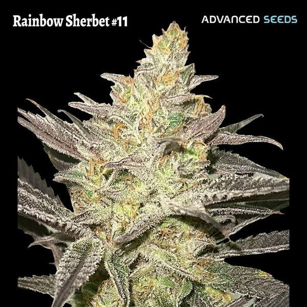 Rainbow Sherbet #11 (Advanced Seeds) Feminisoidut
