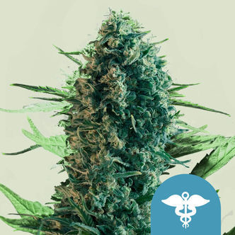 Royal Medic (Royal Queen Seeds) feminisoidut