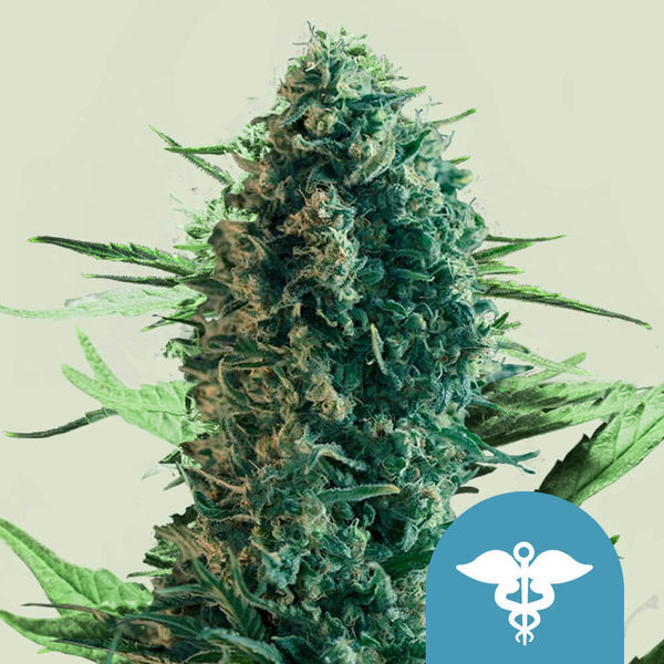 Royal Medic (Royal Queen Seeds) Feminisoidut
