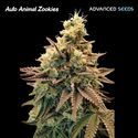 Auto Animal Zookies (Advanced Seeds) Feminisoidut