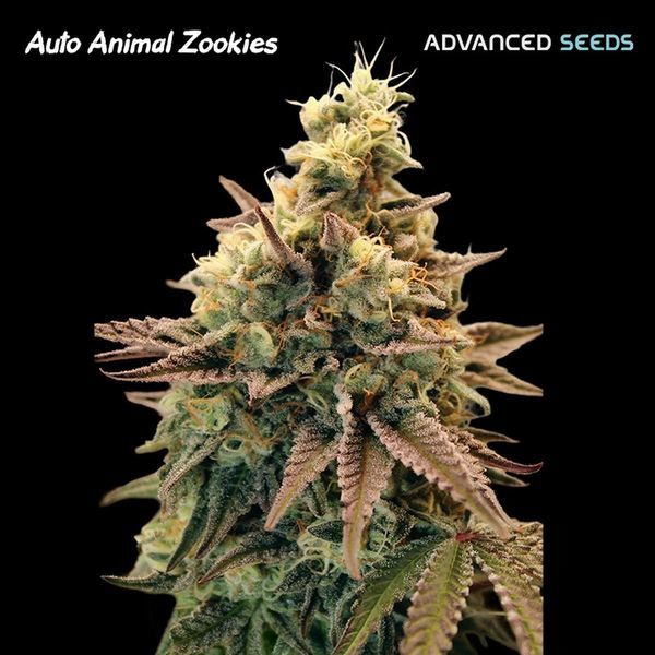 Auto Animal Zookies (Advanced Seeds) Feminisoidut