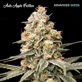 Auto Apple Fritter (Advanced Seeds) Feminisoidut