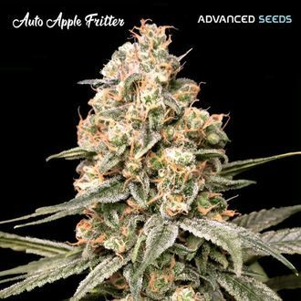 Auto Apple Fritter (Advanced Seeds) Feminisoidut