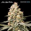 Auto Apple Fritter (Advanced Seeds) Feminisoidut