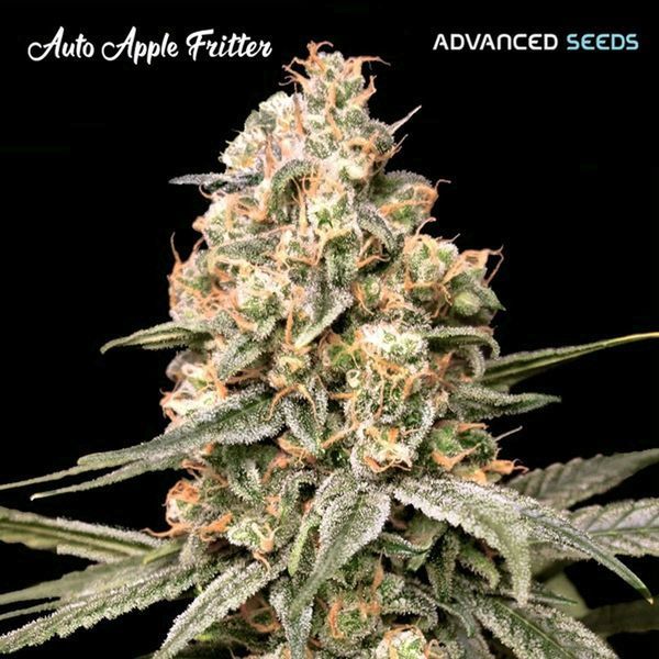 Auto Apple Fritter (Advanced Seeds) Feminisoidut