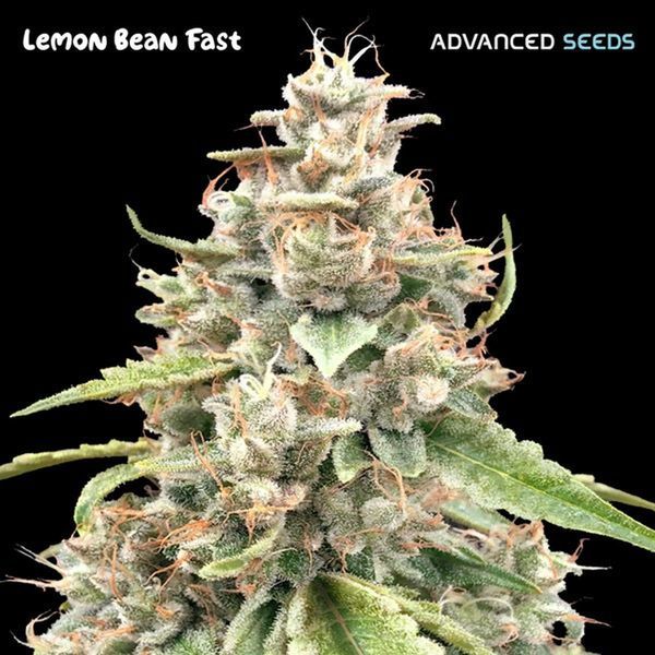 Lemon Bean Fast (Advanced Seeds) Feminisoidut