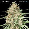 Lemon Bean (Advanced Seeds) Feminisoidut