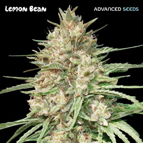 Lemon Bean (Advanced Seeds) Feminisoidut