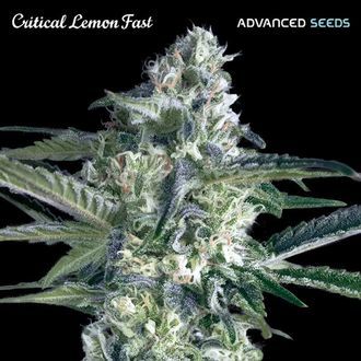 Critical Lemon Fast (Advanced Seeds) Feminisoidut