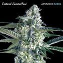 Critical Lemon Fast (Advanced Seeds) Feminisoidut
