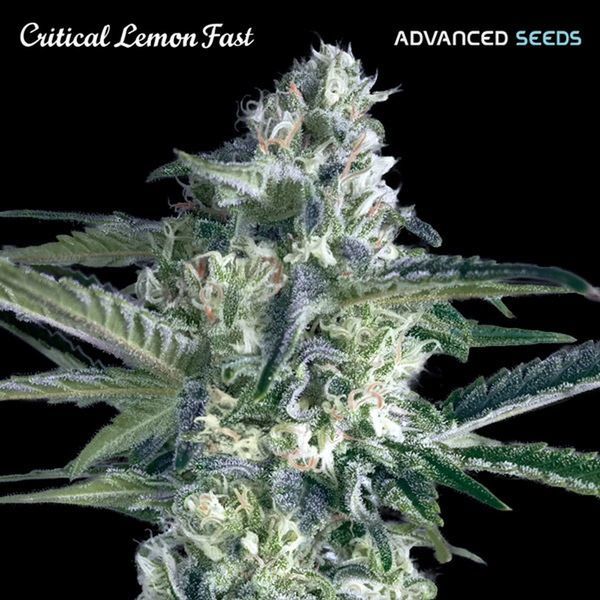 Critical Lemon Fast (Advanced Seeds) Feminisoidut
