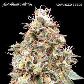 Auto Forbidden Fruit Cake (Advanced Seeds) feminisoitu