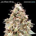 Auto Forbidden Fruit Cake (Advanced Seeds) Feminisoidut