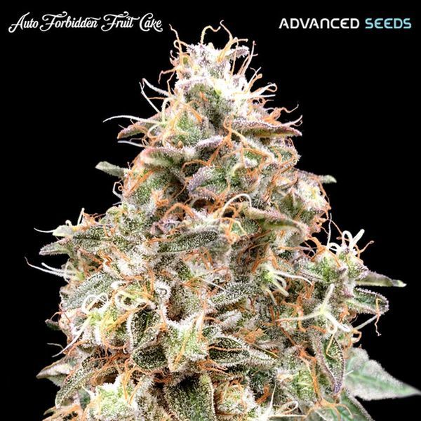 Auto Forbidden Fruit Cake (Advanced Seeds) Feminisoidut
