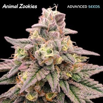 Animal Zookies (Advanced Seeds) feminisoidut