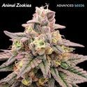 Animal Zookies (Advanced Seeds) Feminisoidut