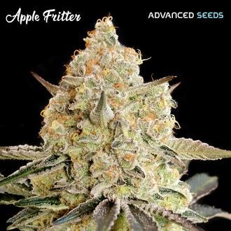 Apple Fritter (Advanced Seeds) Feminisoidut