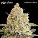 Apple Fritter (Advanced Seeds) Feminisoidut
