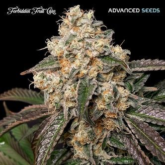 Forbidden Fruit Cake (Advanced Seeds) feminisoitu