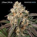 Forbidden Fruit Cake (Advanced Seeds) Feminisoidut