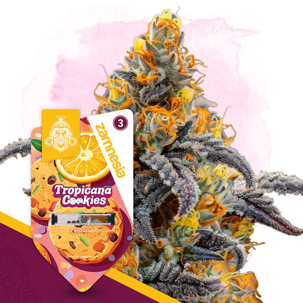 Club Tropicana Pack - Feminisoidut lajikkeet