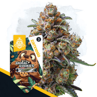 Wild Things Pack - Feminisoidut lajikkeet