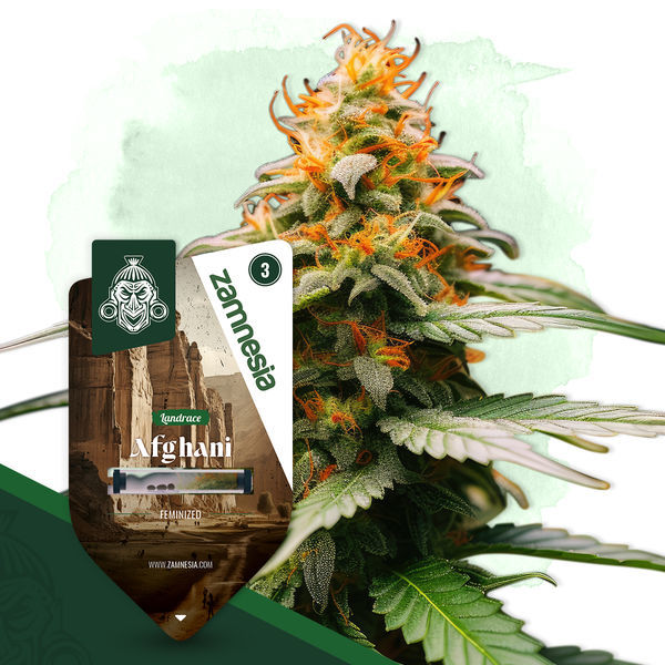 Landrace-paketti – Feminisoidut lajikkeet