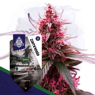 Landrace-paketti – Feminisoidut lajikkeet