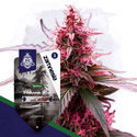 Landrace-paketti – Feminisoidut lajikkeet