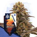 Galactic Delights -paketti – Autoflower-lajikkeet