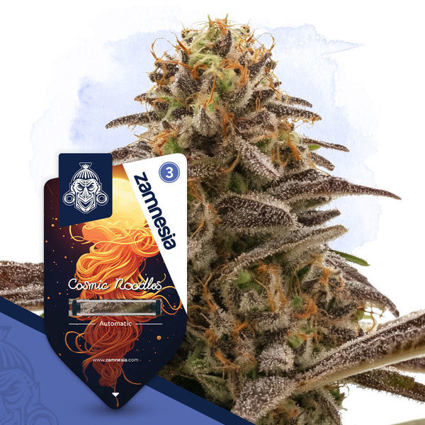Galactic Delights -paketti – Autoflower-lajikkeet